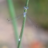 IMG_9513 Lestes sponsa